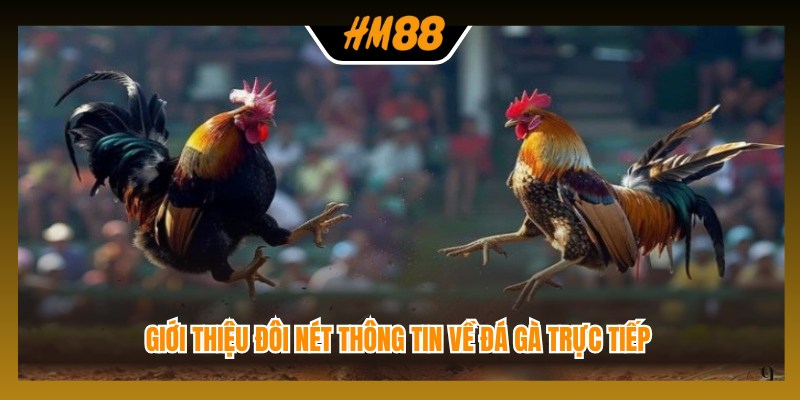 Giới thiệu đôi nét thông tin về đá gà trực tiếp 
