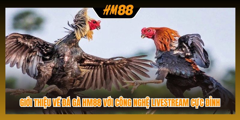 Giới thiệu về đá gà HM88 với công nghệ livestream cực đỉnh